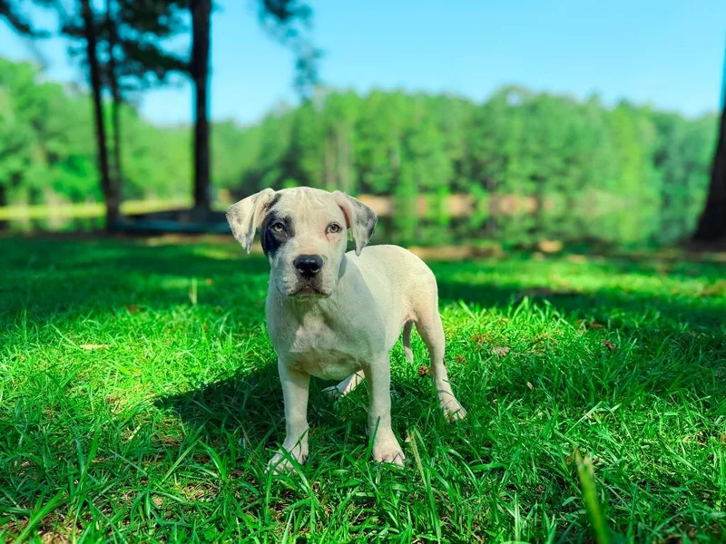 A baby medium-sized male Pit Bull Terrier dog named Scorpion for adoption in Macon, GA