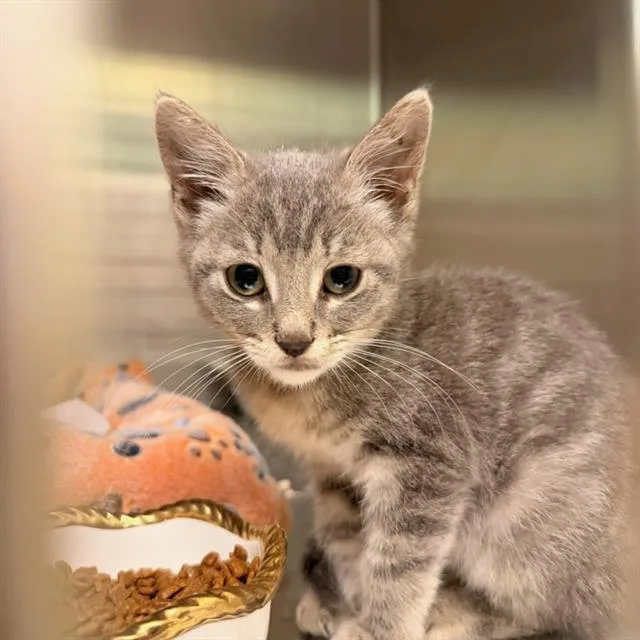 A baby small-sized female Domestic Short Hair cat named Liberty for adoption in Tustin, CA