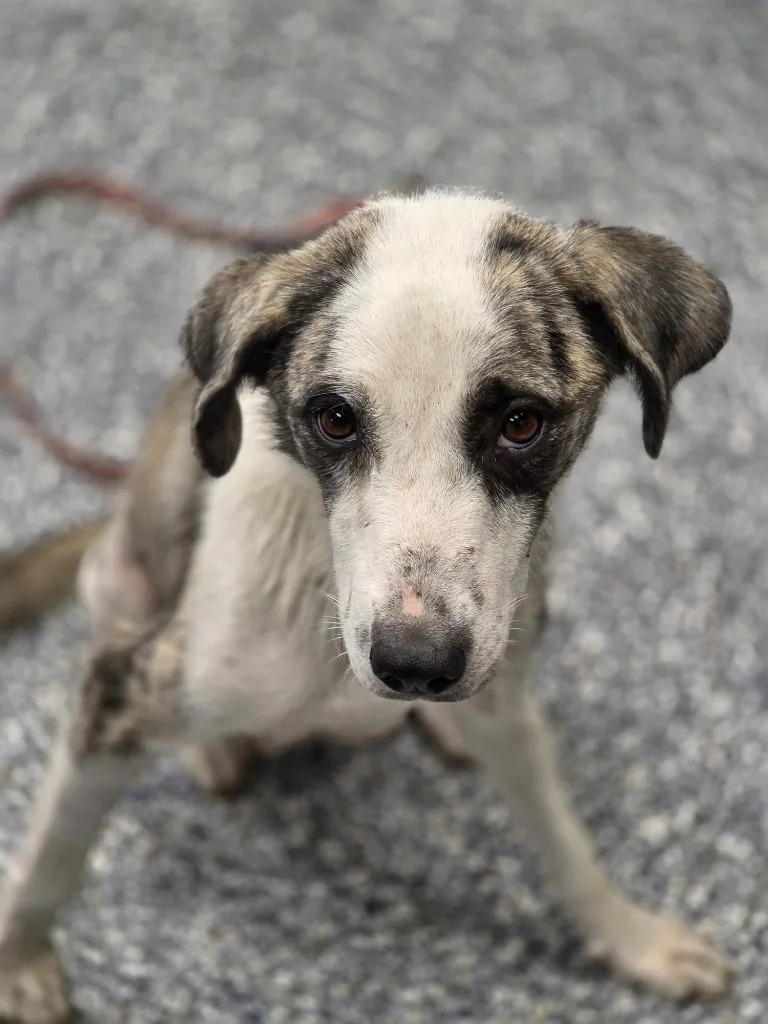 A young medium-sized female Australian Shepherd dog named Angel for adoption in Carthage, MO