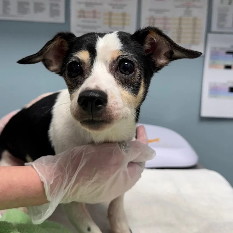 A senior medium-sized male Chihuahua dog named Magoo for adoption in New Castle, DE