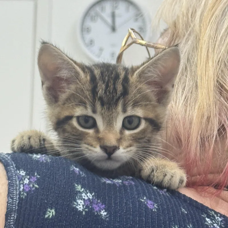 A baby medium-sized male Tabby (Buff / Tan / Fawn) Domestic Short Hair cat named Big Man for adoption in Sonora, CA