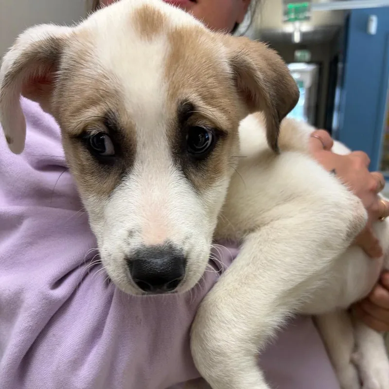 A baby small-sized female White / Cream Mixed Breed dog named Nico for adoption in Red House, WV