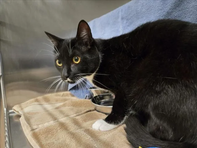 A young medium-sized male Domestic Short Hair cat named Money for adoption in Derwood, MD