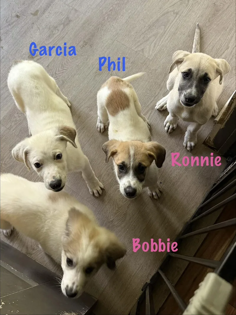 Grateful Dead Pups thumbnail 3