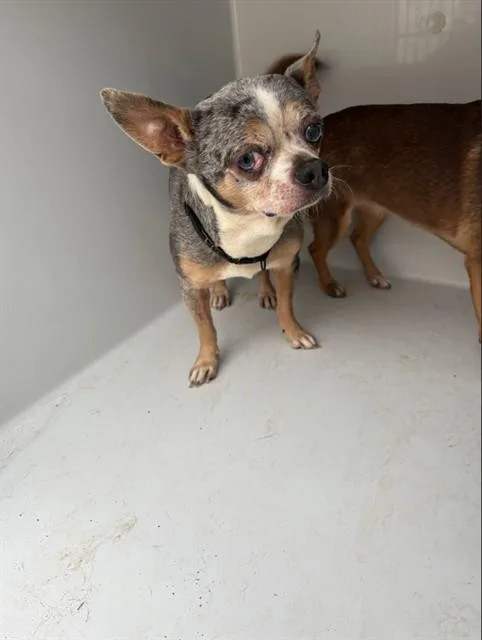 A senior small-sized male Chihuahua dog named Pepper Jack for adoption in Augusta, GA