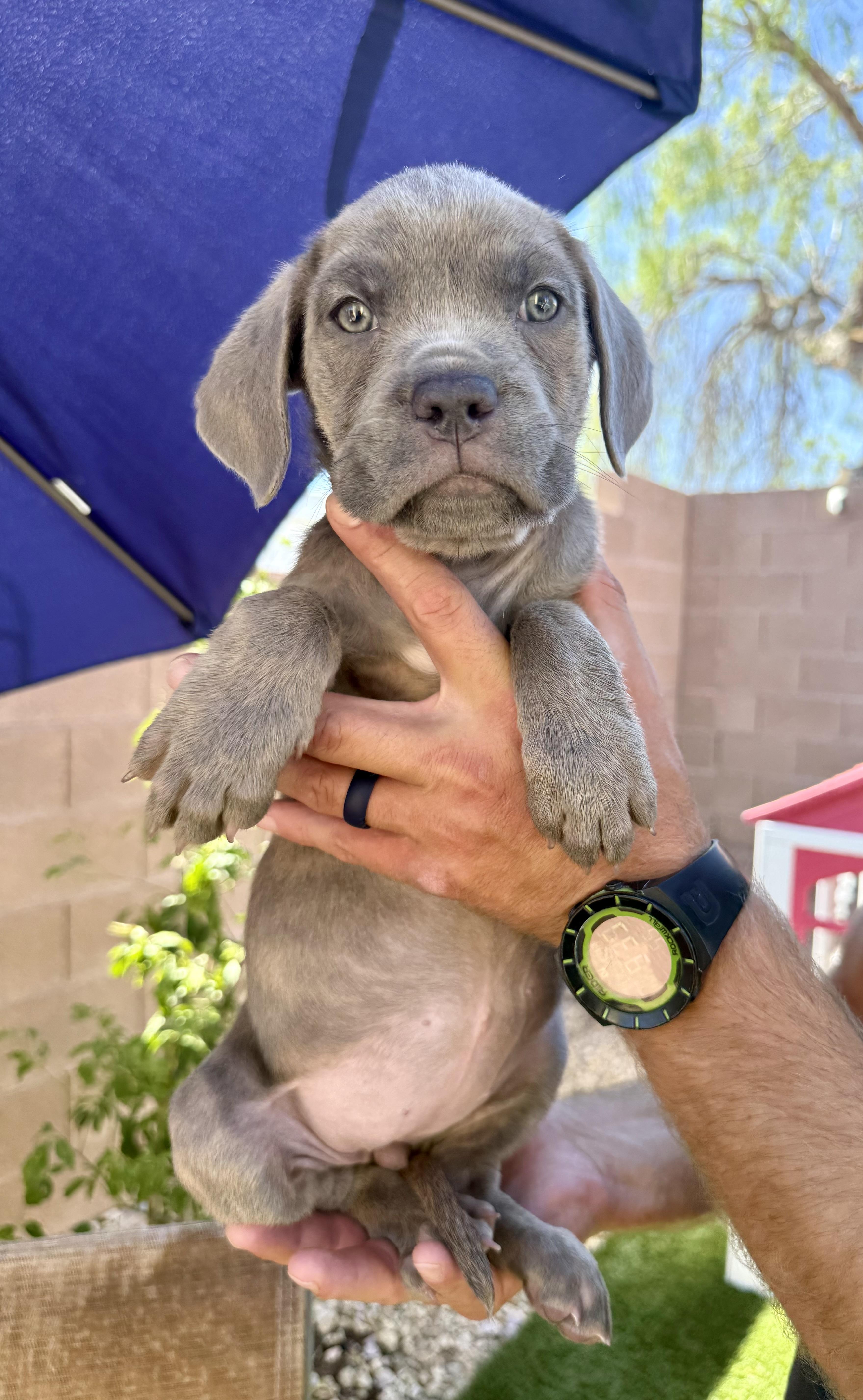 A baby medium-sized female Mixed Breed dog named Beatriz for adoption in Henderson, NV