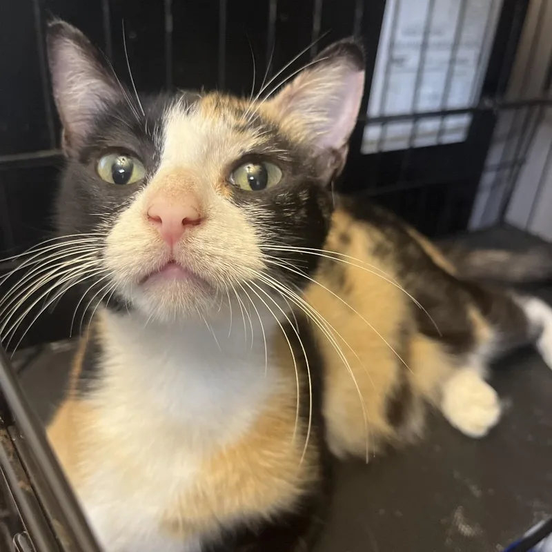 A young medium-sized female Calico Domestic Short Hair cat named Anjelica for adoption in Hattiesburg, MS