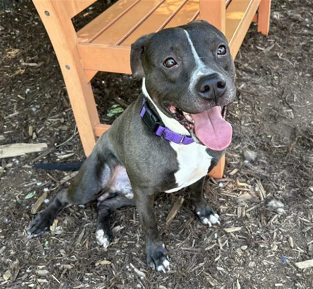 A young large-sized male Pit Bull Terrier dog named Alonia for adoption in Denver, CO