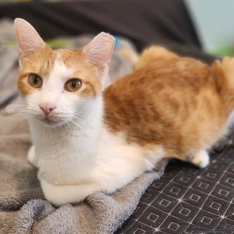 An adult small-sized female Orange / Red Domestic Short Hair cat named Raya Mom for adoption in Bel Air, MD