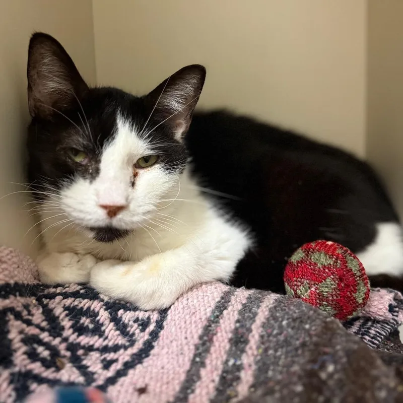 A senior medium-sized female Black Domestic Short Hair cat named Acacia for adoption in Fairport, NY