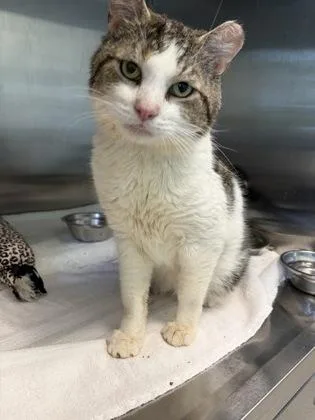 An adult medium-sized male Domestic Short Hair cat named Reuben for adoption in Fishers, IN