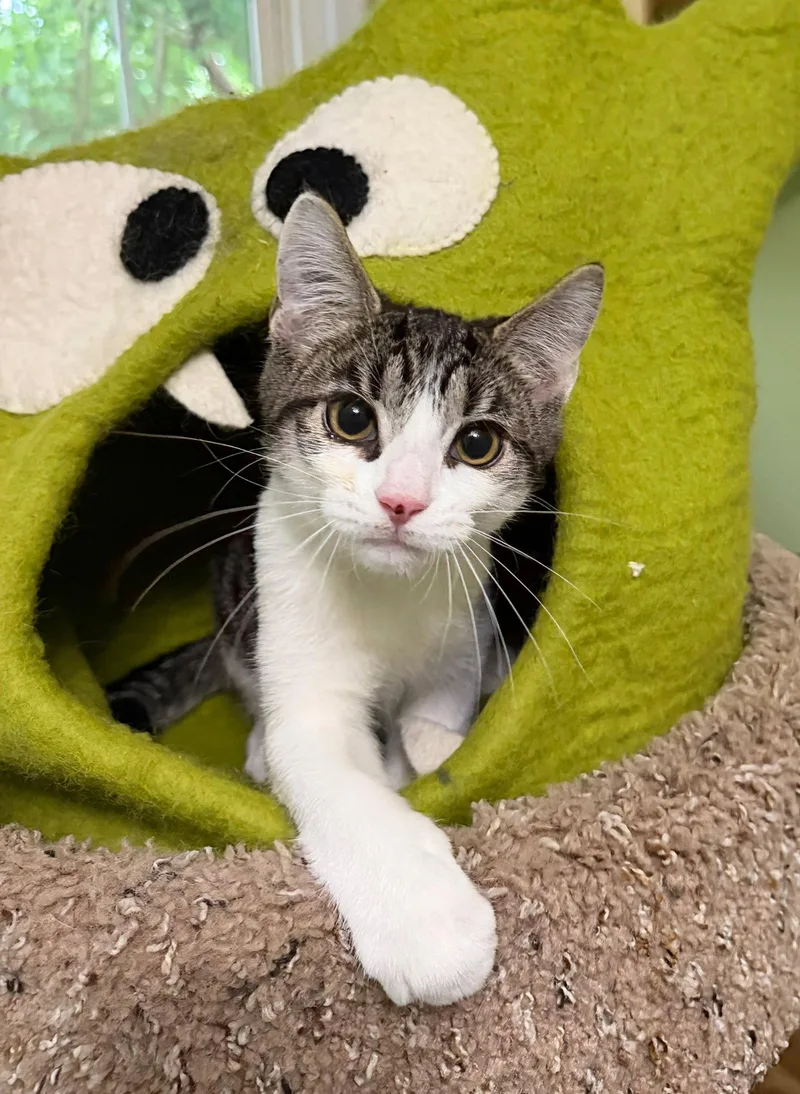 A young medium-sized male Gray & White Domestic Short Hair cat named Ron for adoption in Reston, VA