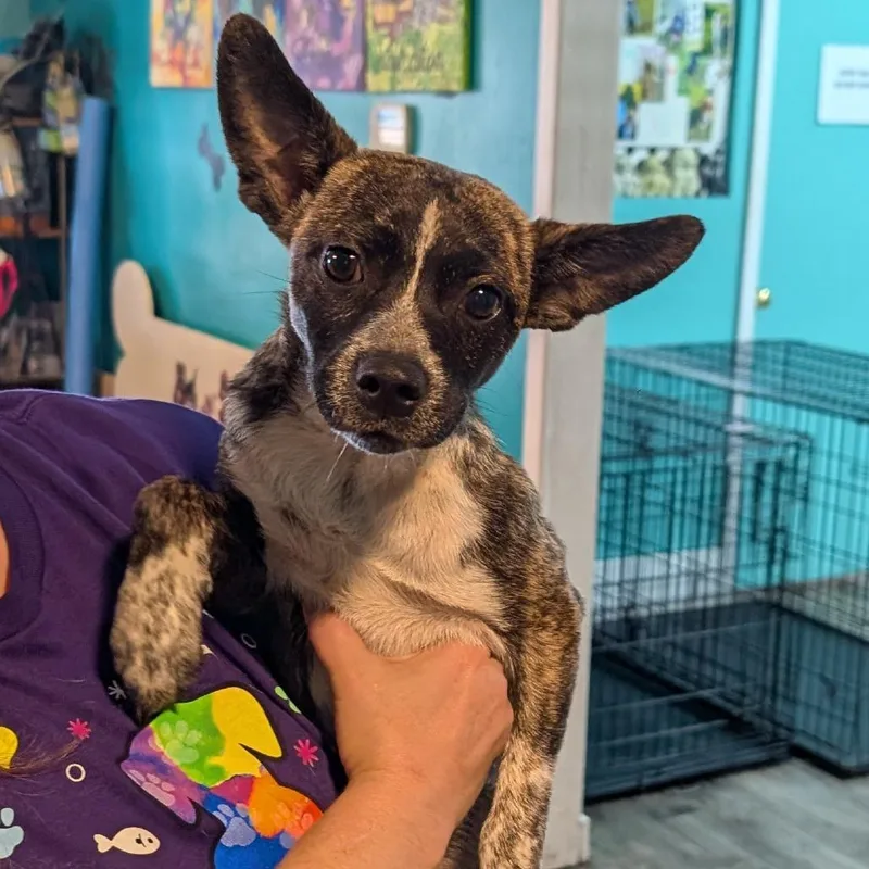 A young small-sized female Brindle Mixed Breed dog named Josie for adoption in Jefferson city, TN