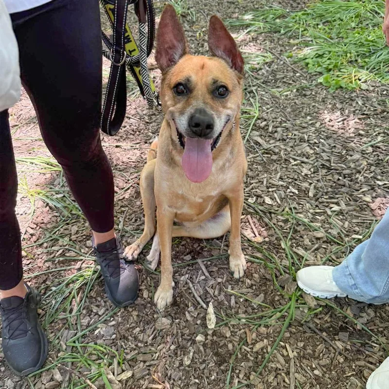 A senior large-sized female Yellow / Tan / Blond / Fawn Shepherd dog named Ringo for adoption in Long Island City, NY