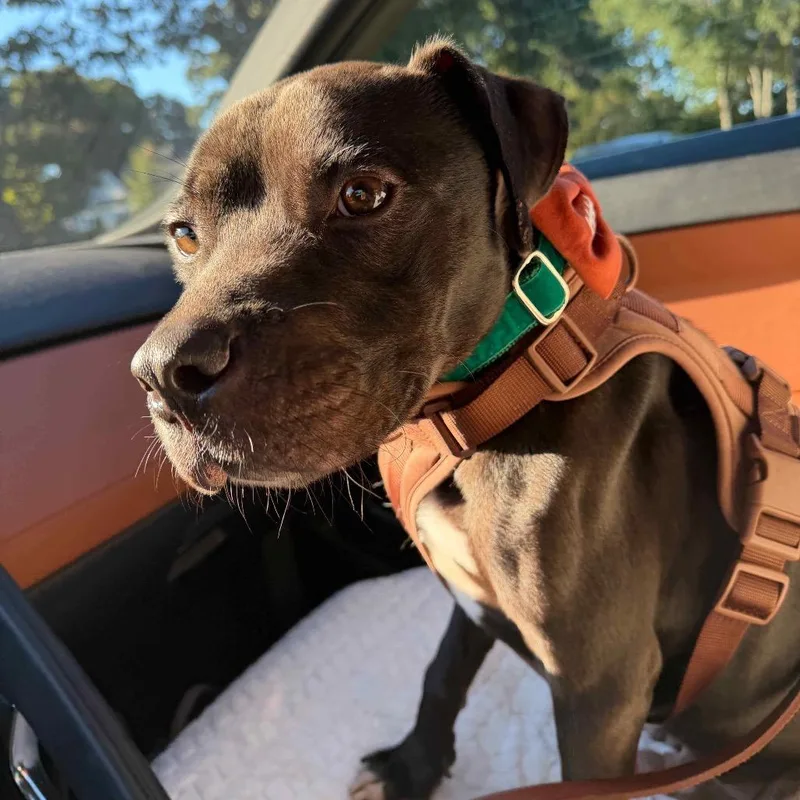 A young medium-sized male Pit Bull Terrier dog named Blue for adoption in Austell, GA