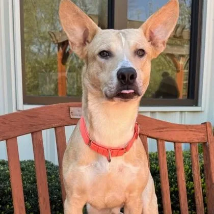 A young medium-sized male Terrier dog named Enzo for adoption in Quincy, IL