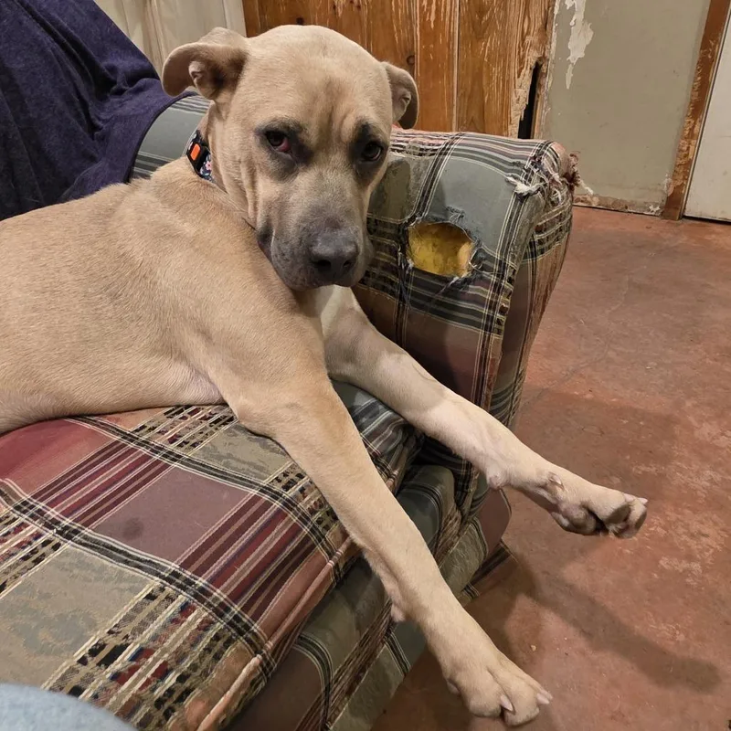 A young small-sized female Yellow / Tan / Blond / Fawn Mixed Breed dog named Banana for adoption in Glenfield, NY