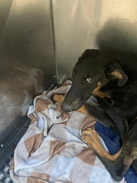 A young large-sized female Mixed Breed dog named Amethyst for adoption in Dallas, TX