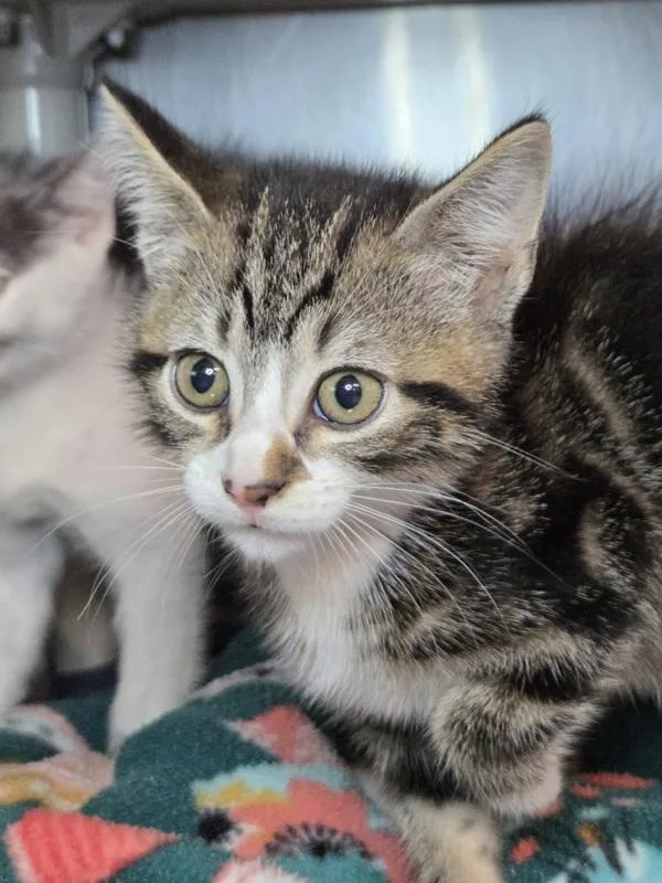 A baby small-sized male Domestic Short Hair cat named Gossamer for adoption in Millersville, MD
