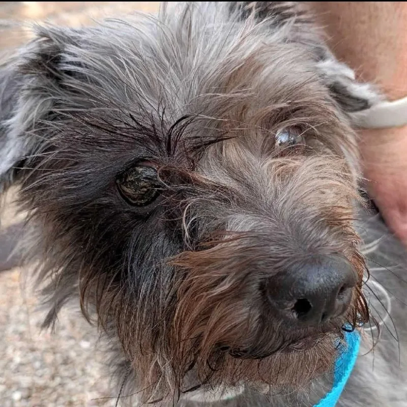 An adult small-sized female Gray / Blue / Silver Cairn Terrier dog named Betty for adoption in Marana, AZ