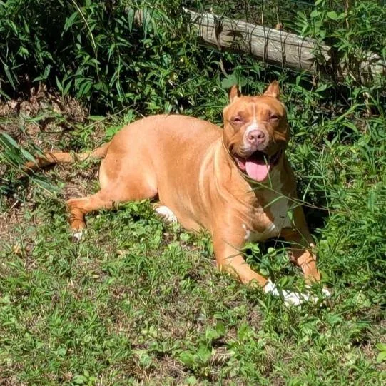 An adult large-sized female Red / Chestnut / Orange American Staffordshire Terrier dog named Lux for adoption in Flintstone, MD