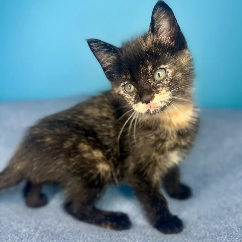 A baby small-sized female Black Domestic Short Hair cat named Flare for adoption in San Antonio, TX