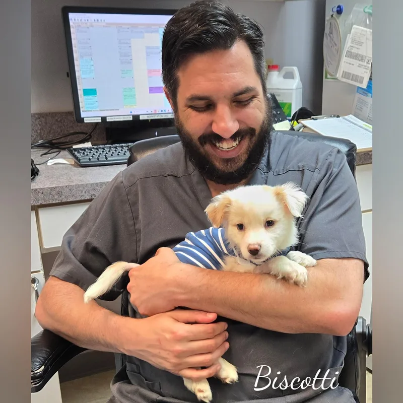 A baby medium-sized male White / Cream Mixed Breed dog named Biscotti for adoption in Fredericksburg, VA