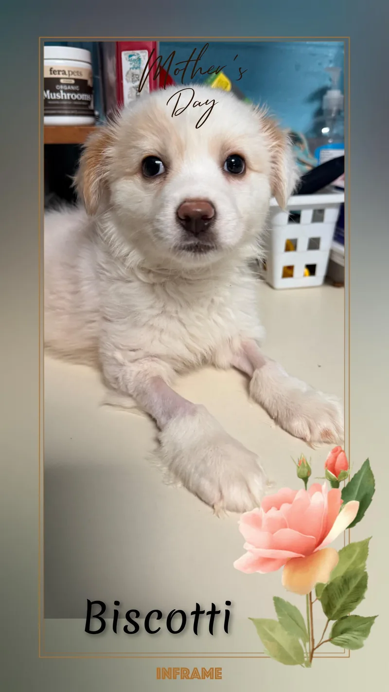 Biscotti thumbnail 2