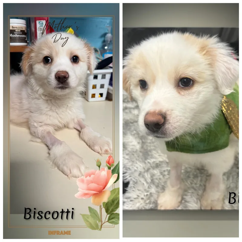 Biscotti thumbnail 3