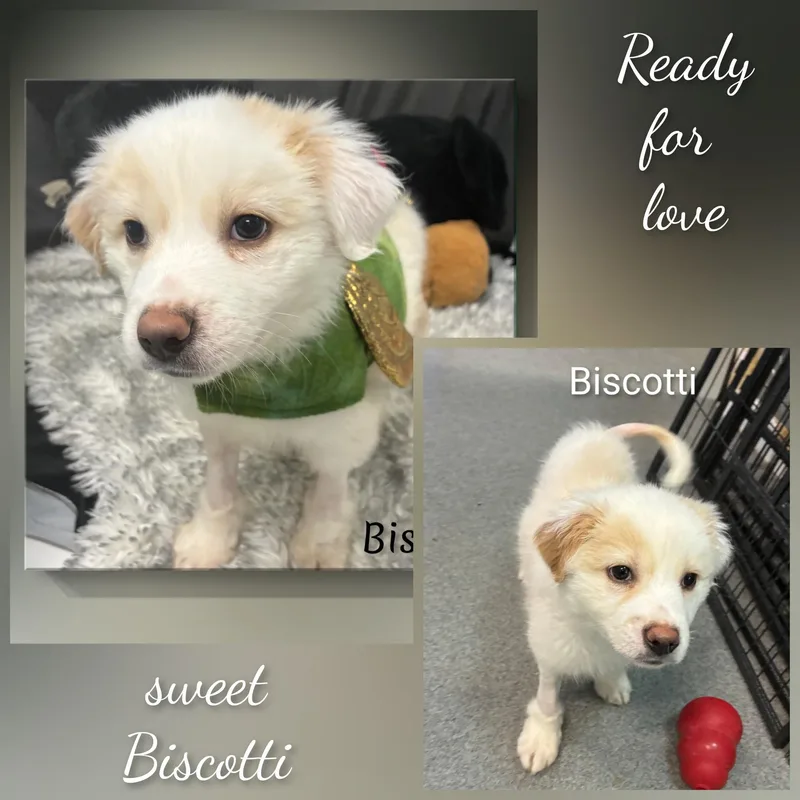 Biscotti thumbnail 4