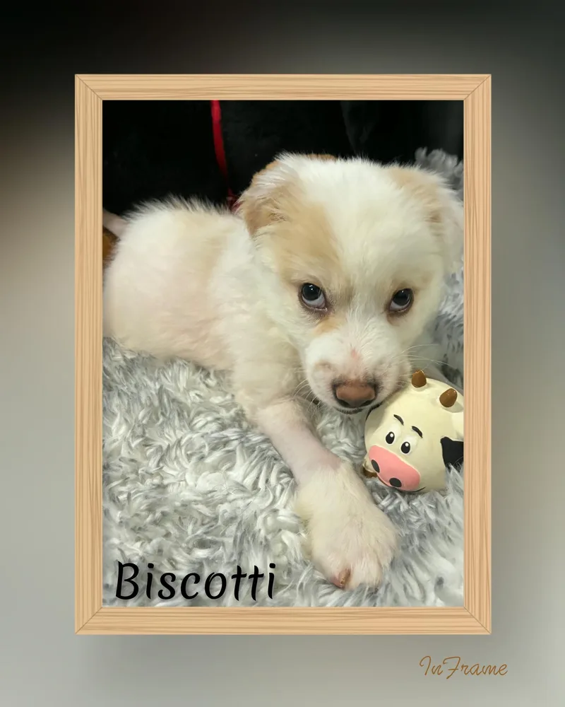 Biscotti thumbnail 5