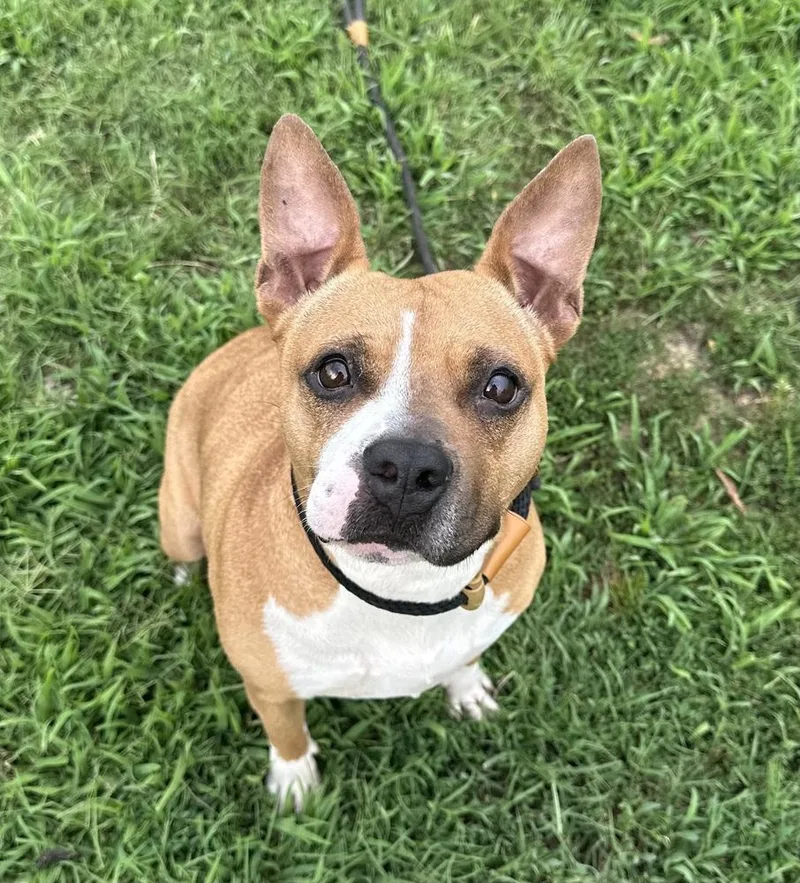 An adult large-sized female Tricolor (Brown, Black, & White) Pit Bull Terrier dog named Honeybun for adoption in Evansville, IN
