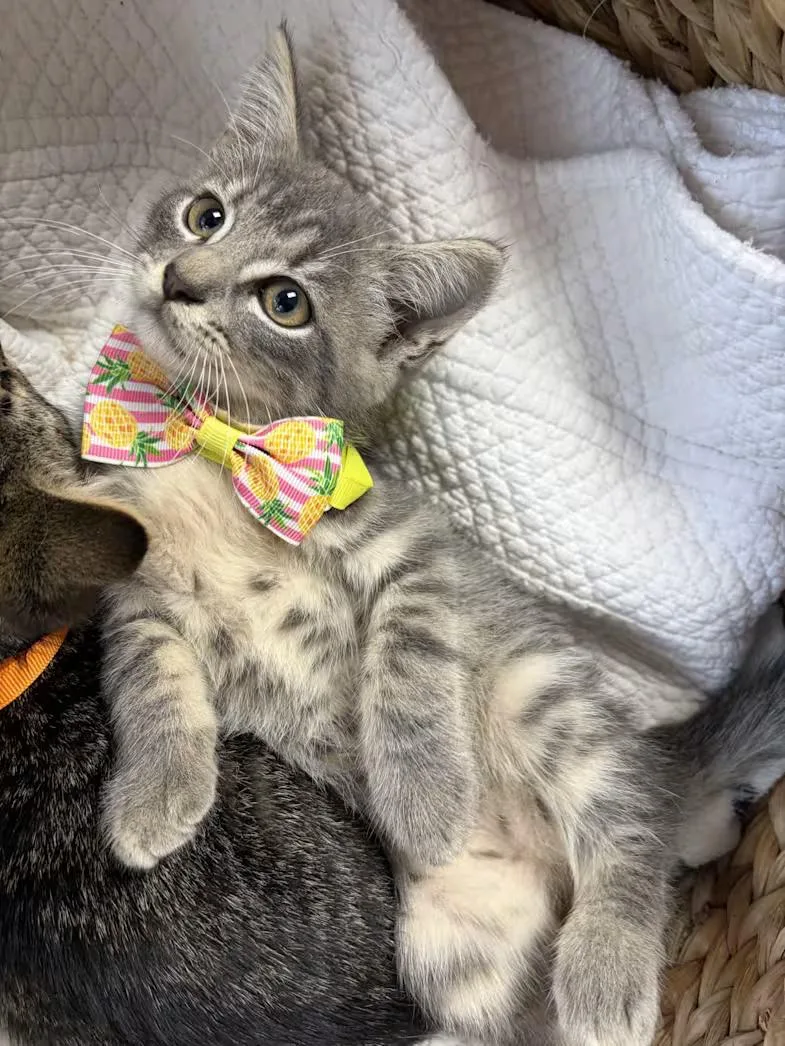 A baby large-sized male Tabby (Gray / Blue / Silver) Domestic Short Hair cat named Rowdy for adoption in Greensboro, NC