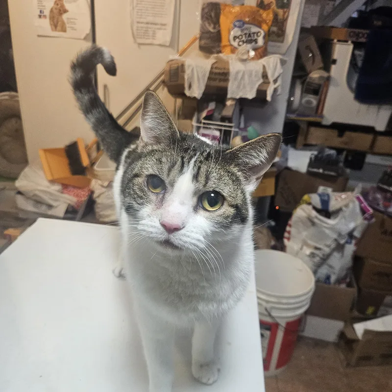 A young medium-sized male Domestic Short Hair cat named Sparkles for adoption in Brooklyn, NY