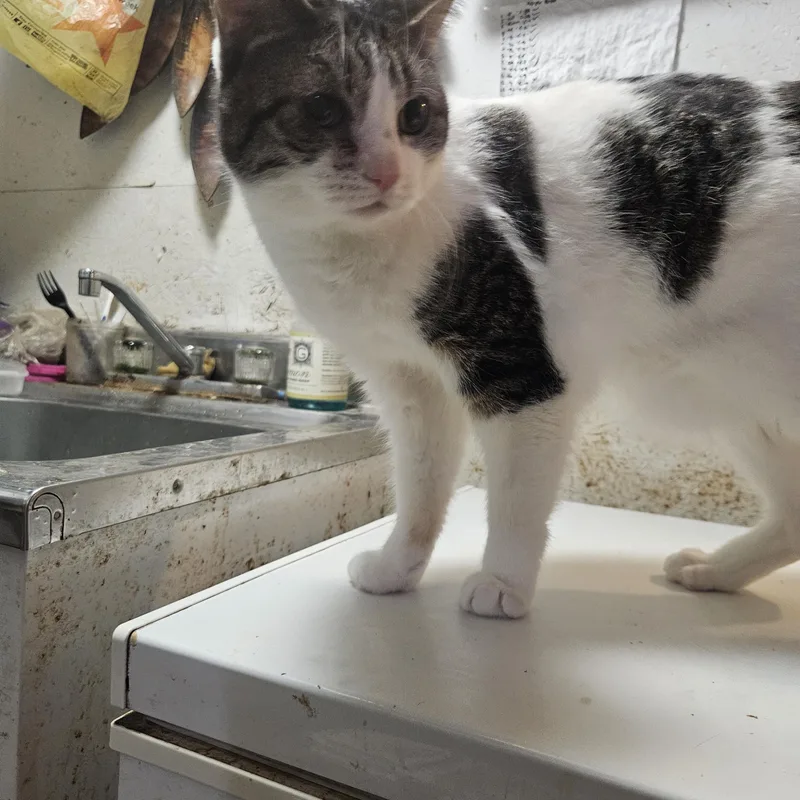 Sparkles thumbnail 4