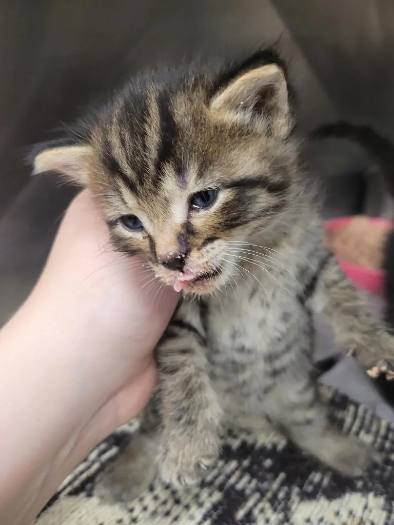 A baby small-sized female Domestic Short Hair cat named Velda for adoption in Angola, IN