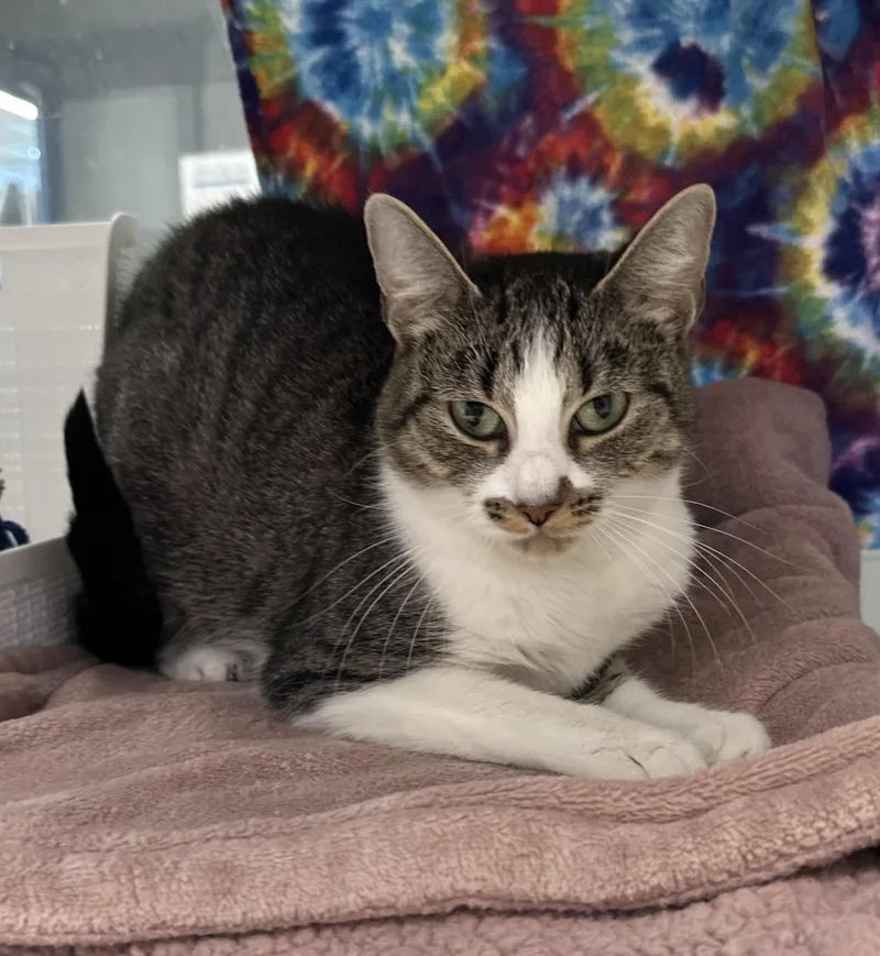 A young medium-sized female Tabby (Brown / Chocolate) Domestic Short Hair cat named Mira for adoption in Manassas, VA