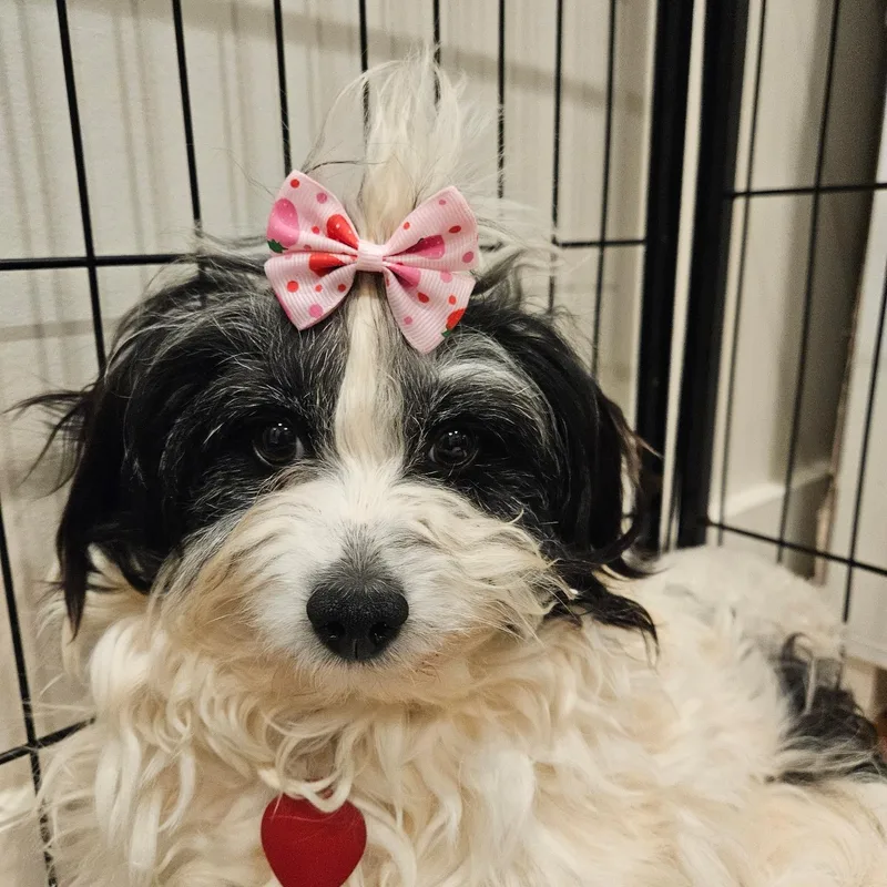 An adult small-sized female Black Maltipoo dog named Amora very shy for adoption in Buford, GA