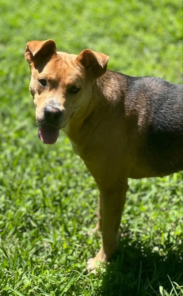 An adult medium-sized female Yellow / Tan / Blond / Fawn Mixed Breed dog named Coco for adoption in Houston, TX