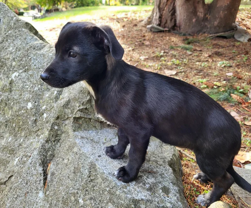 A baby small-sized female Chihuahua dog named Tina Fontina for adoption in Lacey, WA