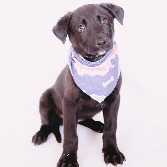 Hella D Arriving thumbnail 3