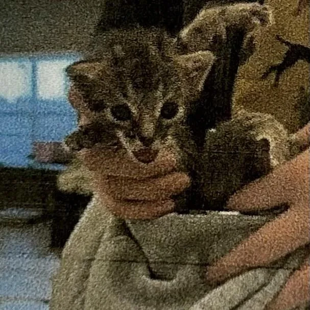 A young small-sized female Brown / Chocolate Domestic Short Hair cat named Croft for adoption in Brevard, NC