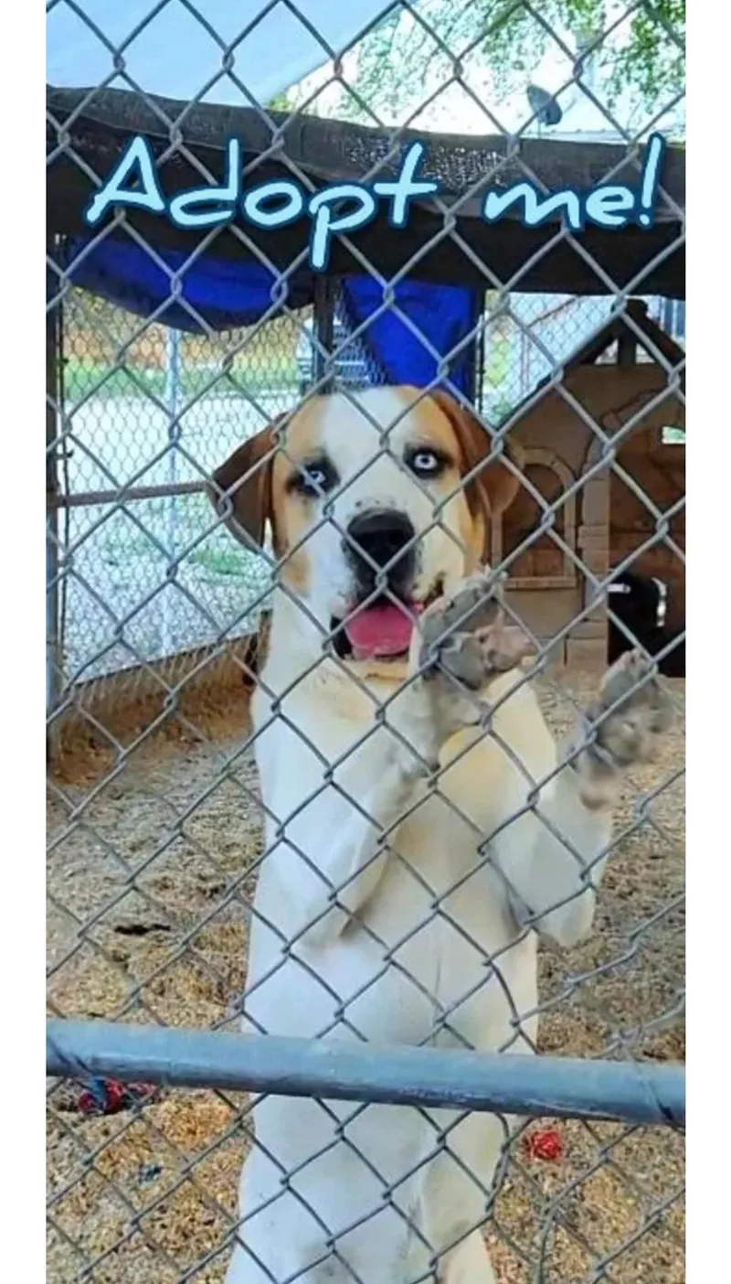 An adult large-sized male Hound dog named Presley for adoption in Plano, TX