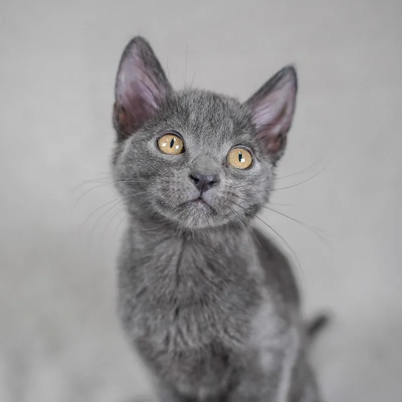 A baby small-sized male Gray / Blue / Silver Domestic Short Hair cat named Gunther for adoption in Sunnyvale, CA