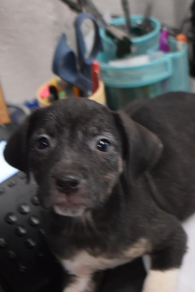 A baby medium-sized female Labrador Retriever dog named Lexi for adoption in Pahrump, NV