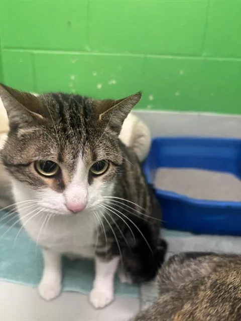 An adult medium-sized male Domestic Short Hair cat named Jimmy for adoption in Peoria, IL