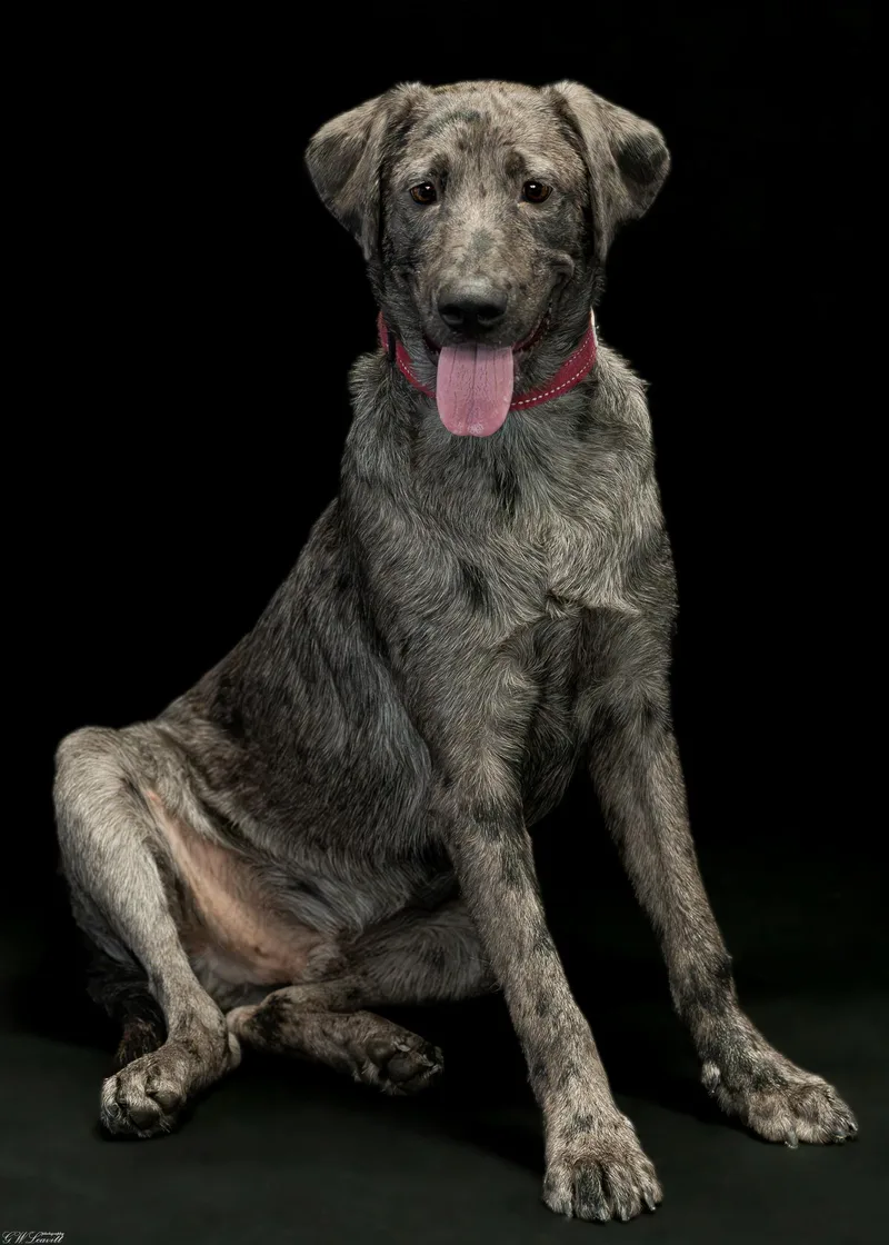 A baby medium-sized male Gray / Blue / Silver Catahoula Leopard Dog dog named Petey Blooper for adoption in BONIFAY, FL