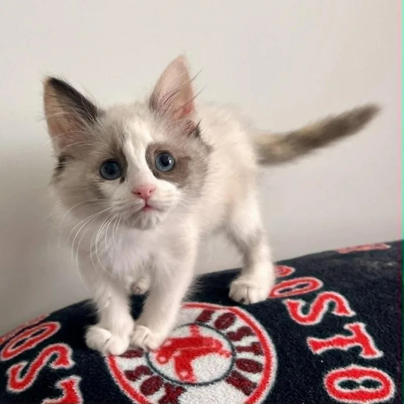 A baby medium-sized female Siamese cat named Makiyah for adoption in Candler, NC