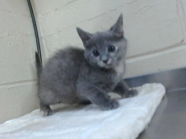 A baby small-sized female Domestic Short Hair cat named A for adoption in Orlando, FL