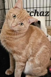 An adult large-sized male Domestic Short Hair cat named Chaz for adoption in Middletown, CT